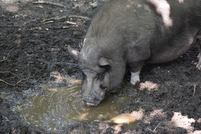 过高薪引进 过高薪引进